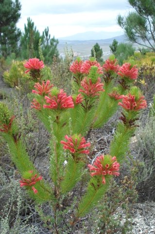 Erica vestita in the Overberg